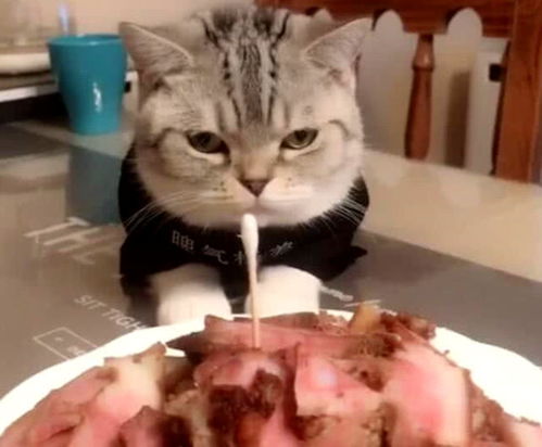 主人端来肉蛋糕给猫咪庆生,猫咪表情成了亮点,喵 太敷衍了