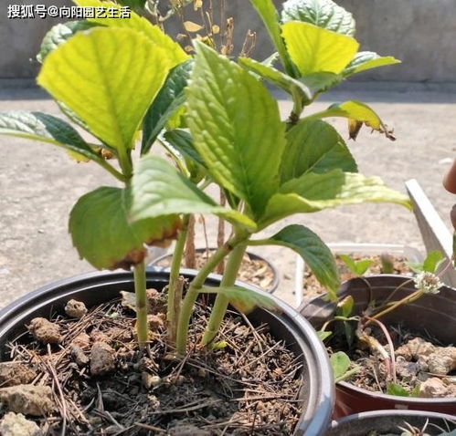 绣球花买幼苗,还是买成株 盆栽买幼苗,地栽买成株,不要乱买