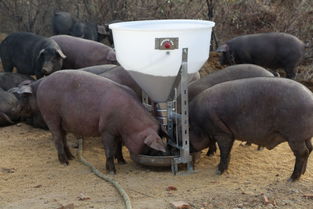 你知道一头猪有多重吗?