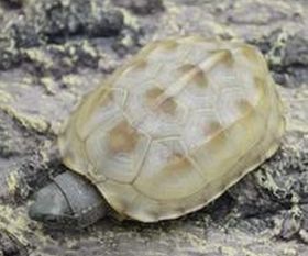 什么是白玉草龟 