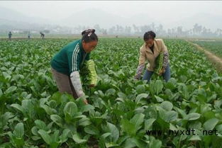 蔬菜 不用农药怎么防止病虫害