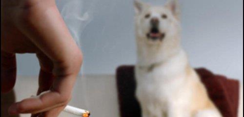 你在家里抽的一根烟,都是对狗狗的伤害