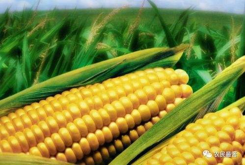 春播一定要看,关乎上秋粮食收成,全球玉米正在大变动