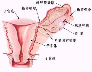 子宫长什么样 