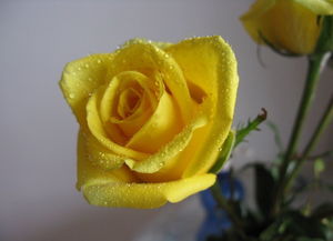 黄玫瑰代表什么意思呀?黄玫瑰这首歌表达的什么寓意呢？