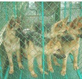 湖南郴州 肉食狗养殖基地,肉犬养殖场,肉狗苗价格,哪里有卖狗的 