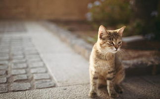 猫咪几个月可以洗澡(猫咪洗澡时间表，不同年龄段猫咪洗澡的注意事项)