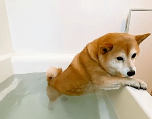 为了逃避洗澡,我家狗子在浴缸里做起了平板支撑