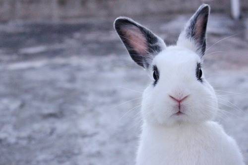 兔兔的耳朵里有螨虫怎样冶