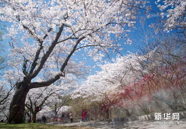 加拿大多伦多公园樱花盛开 吸引众多游客纷至沓来 
