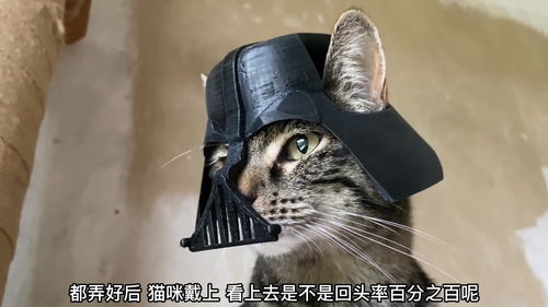 猫咪制作帅气头盔,带它去逛街回头率肯定很高 