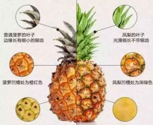 你吃的到底是菠萝还是凤梨 很多人傻傻分不清,看完涨知识了