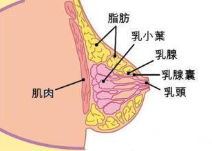 小于1cm的。乳腺导管结节需要手术吗