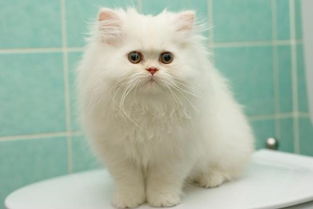 波斯猫不爱洗澡怎么办 猫出生多久后能洗澡