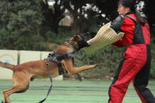 你想成为训犬师吗 如何成为一名专业的训犬师