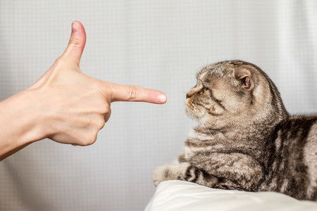 猫咪乱尿惹人烦 有猫砂盆不用,却尿在沙发和床单上,怎么办