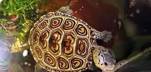 黄喉龟长期生活在深水里没问题吧？