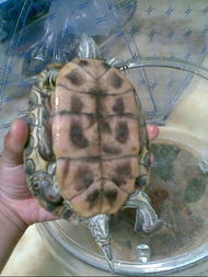 这是什么品种的乌龟能长多大？