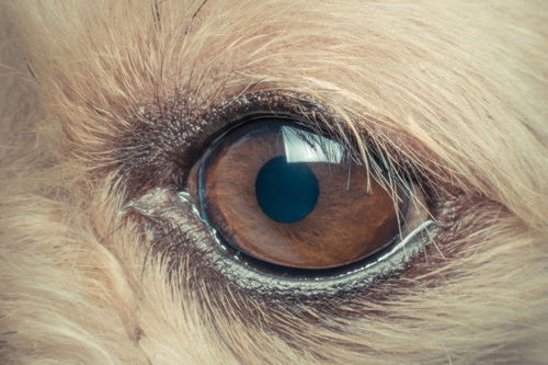 狗狗眼睛看到的世界是什么样子的