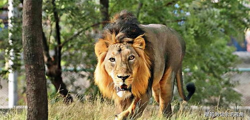 体重816斤 狮子 老虎交配产下的崽为何疯狂生长 我国有研究吗