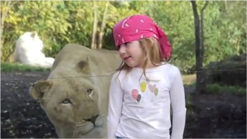 小女孩和狮子合照,回头一看,却发现它的眼神不对劲 
