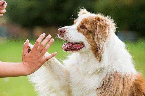 狗狗养护知识 如何防止对狗狗过敏