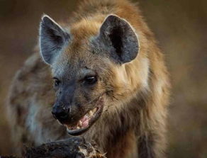 鬣狗与非洲野狗体型相似,可为何都说二者狭路相逢,野狗一定胜出