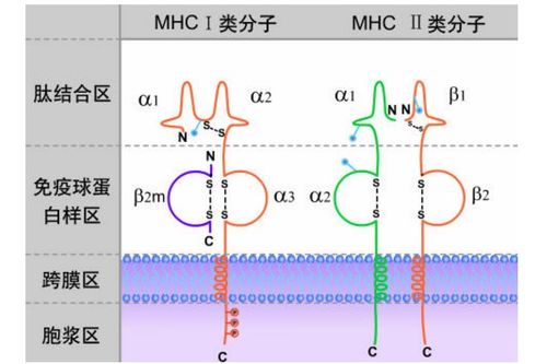 什么是HLA抗原多态性？