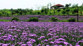 WHAT 香坊花海节门票免费送 快来领票吧