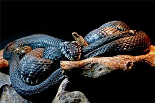 梦见黑色大蛇是什么意思梦到黑色大蛇好不好(梦见黑色大蛇是什么征兆)