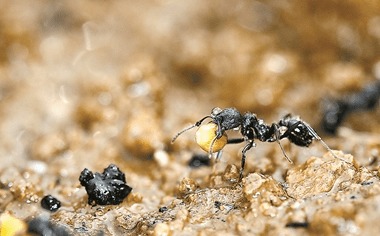 男子花千元买蚂蚁为看搬家 盘点全球10大奇葩宠物