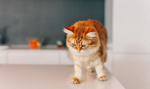 猫喜欢跳到厨房高处,和天性有关,铲屎官先给猫适合活动的环境