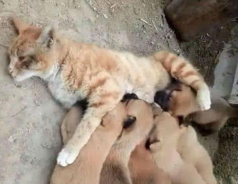 大橘猫帮狗妈妈带孩子,橘猫感觉好心塞,短短两天就瘦了