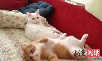 papi酱的猫是什么品种 中华田园猫和不爽猫 papi酱大咪小咪图片