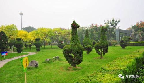 河南桧的名字源自鄢陵,鄢陵花农曾把桧柏造型树赠送到亚运会
