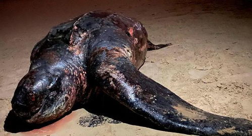 世上体型最大的龟鳖种类的一只重500公斤的海龟被发现死亡