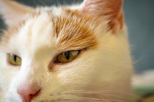 养猫经验 猫咪眼睛肿了怎么办