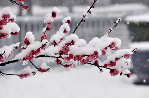 梅花韵味词语解释大全图片;梅花泪的意思？