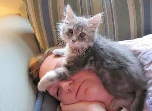 为什么猫喜欢睡人头上