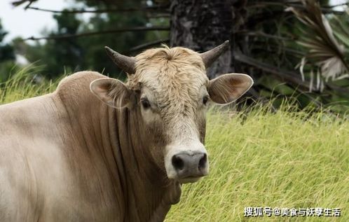 别只知道吃 牛排 ,这4种牛界的 极品 ,才是真的挑战味蕾