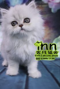 江苏南京买猫卖猫猫店 客栈猫舍 安徽浙江买猫