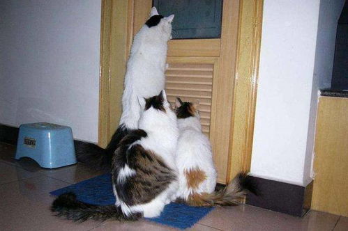 猫咪喜欢 偷看 铲屎官去卫生间,背后隐藏着哪些心理