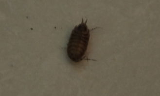 在洗手間發現的小蟲子,大概略小于一個厘米長,請問是什么蟲