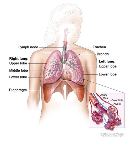 药闻 美国FDA批准德瓦鲁单抗用于广泛期小细胞肺癌一线治疗