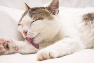 猫咪呕吐吃什么药可以解决,猫不吃东西还呕吐是什么原因