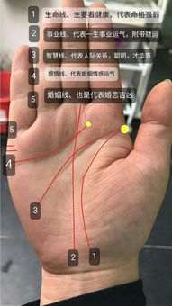 手相中五条线会告诉你不一样的事情,你的掌纹告诉了你什么