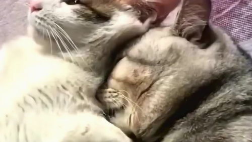 朋友家里养的两只小猫,睡觉的时候还挤在一起,网友 秀恩爱 