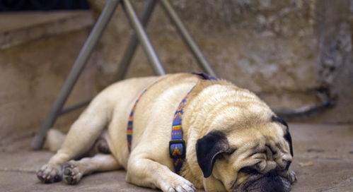 成年巴哥犬该怎么喂养 它们最容易变胖