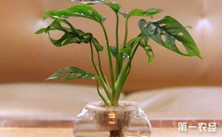 6种适合水培的盆栽植物介绍 养护简单且生长旺盛