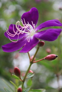 淡雅幽香紫兰花
